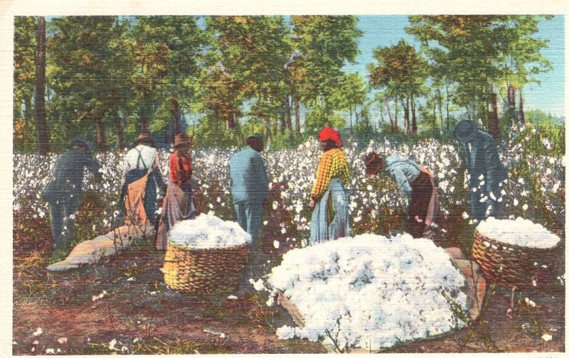 US  PC2630  COTTON PICKING TIME, MEMPHIS, TENN