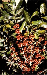 VINTAGE POSTCARD RIPE COFFEE BERRIES COSTA RICA POSTED 1981 ATTRACTIVE STAMPS