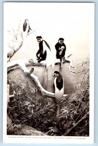 California CA Postcard RPPC Photo Colobus Monkey Group Simson African Hall