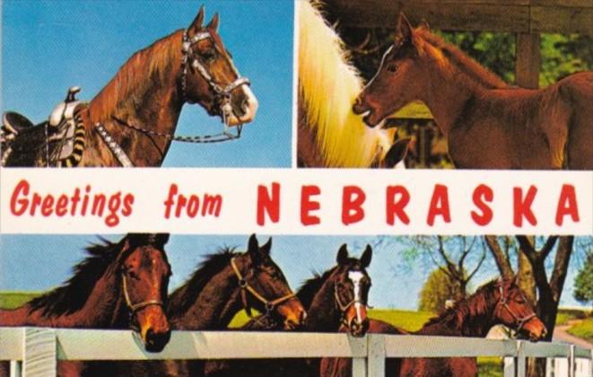 Greetings From Nebraska The Cornshusker State With Horses