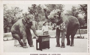 Missouri St Louis Zoo Elephant Training