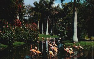 Vintage Postcard 1950's Flamingos Typical Florida Setting Palms & Flowers Fla.