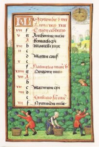 Medieval Fruit Pickers Picking Grapes Women Painting Postcard