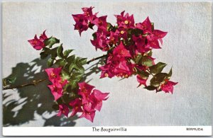 Bougainvillea Named After French Sea Adventurer Climbing Thorny Vine Postcard