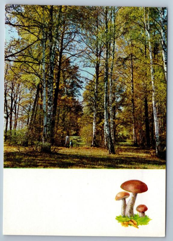 1971 MUSHROOMS of the Russian Forest Landscape Tree Lot 16 Postcards in Folder