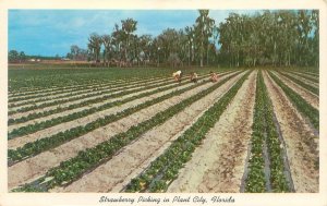 Plant City Florida Strawberry Picking, Rows, People Chrome Postcard Unused