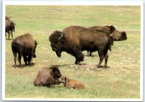 M-48377 Buffalo or n Bison Badlands Black Hills South Dakota USA