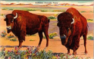 Postcard ANIMAL SCENE Amarillo Texas TX AN9742