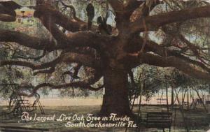 Florida South Jacksonville Largest Oak Tree In Florida