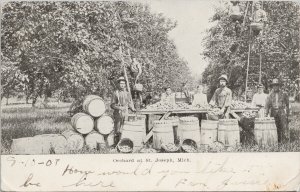 Orchard at St. Joseph MI Michigan Farmes Agriculture c1907 Postcard G29