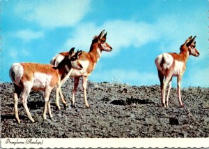 Pronghorn Antelope