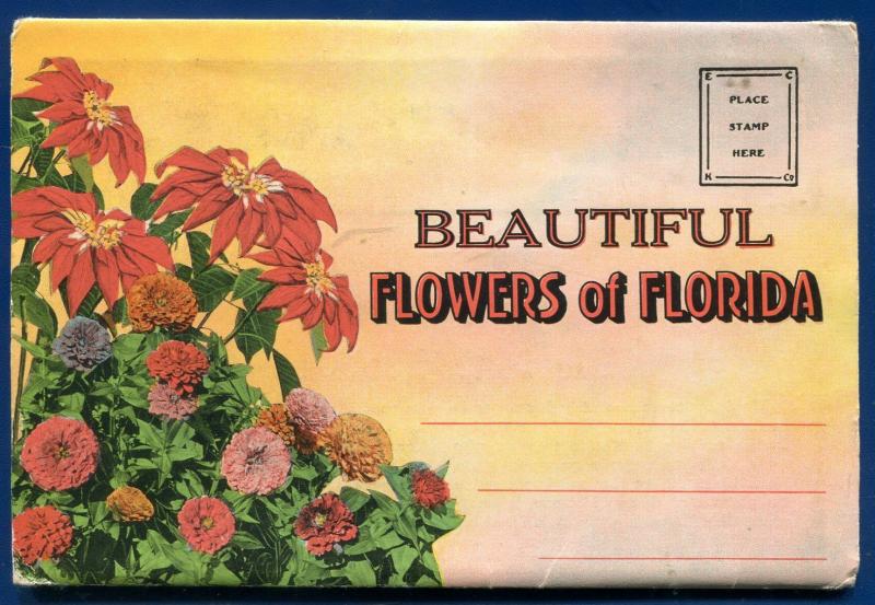 Florida Flowers fl Poinciana Flame vine Zinnias azaleas postcard folder #3