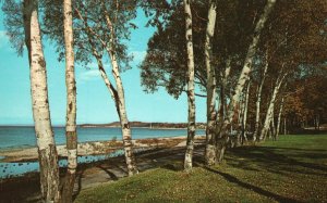 Vintage Postcard Birch Trees Hospital Grounds Charlevoix Lake Michigan Bob Miles