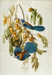 John James Audubon Birds Print Scrub Jay Book Plate 87