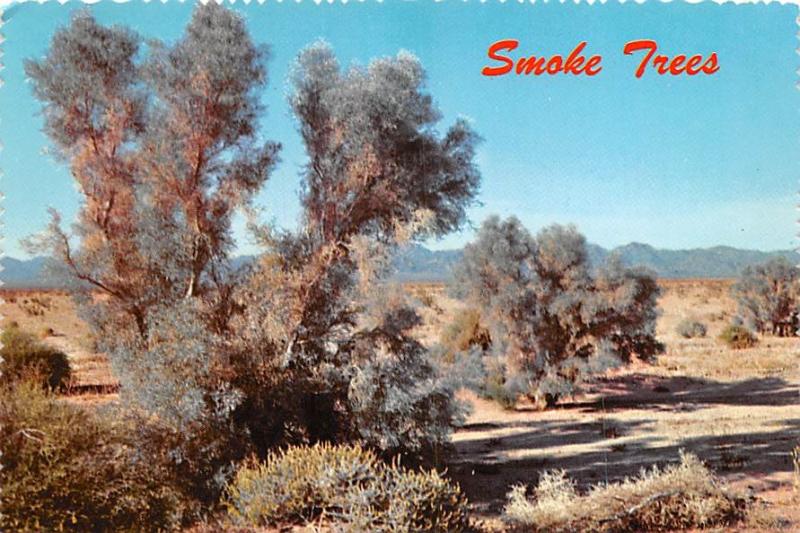 Smoke Trees - Phoenix, Arizona