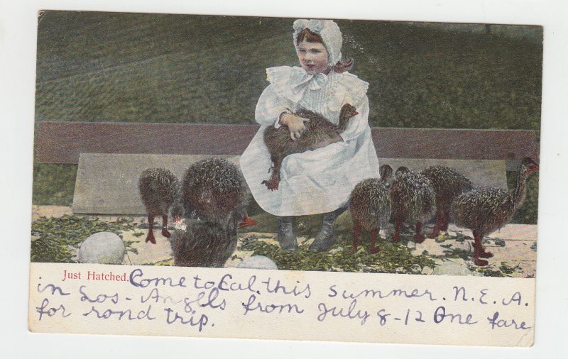 P2233 old postcard just hatch birds ostriches with young child