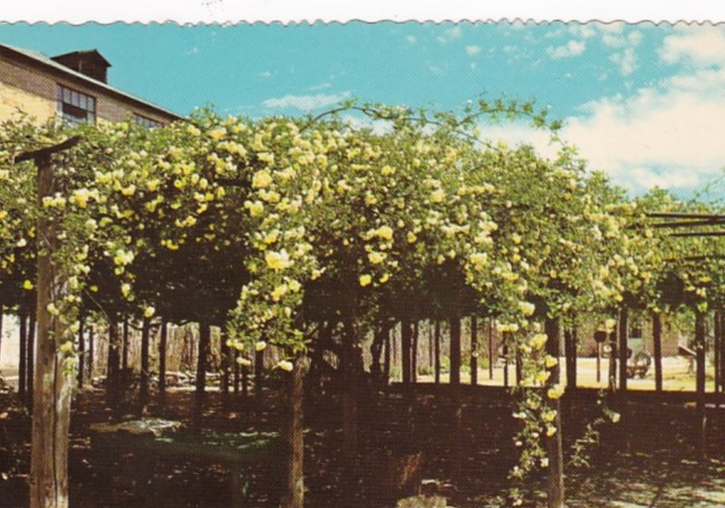 Arizona Tombstone World's Largest Rose Bush