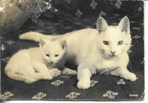 White mother cat with kitten Modern black and white photo card