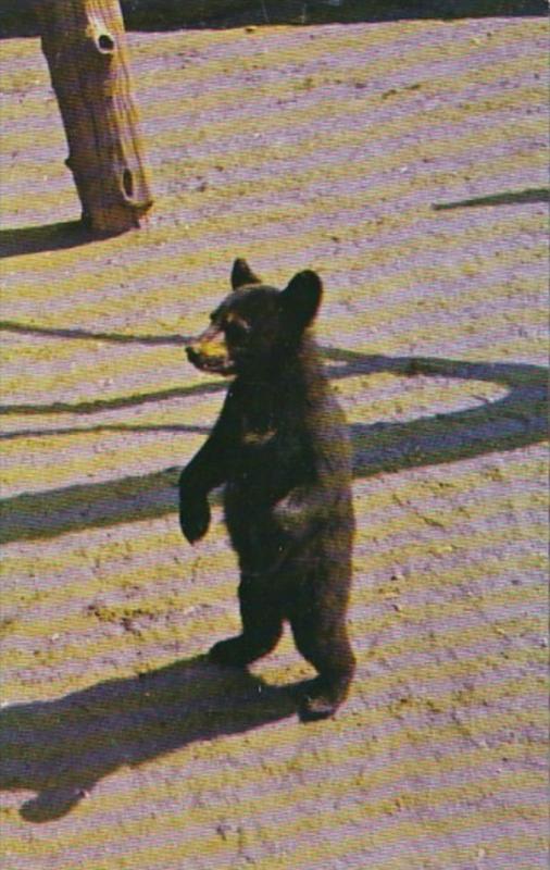 Smoky Mountains National Park Black Bear Cub