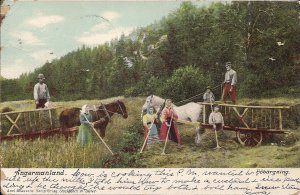 Sweden, Angermanland, Farming, Family Harvesting Hay w Horse & Wagon, 1906