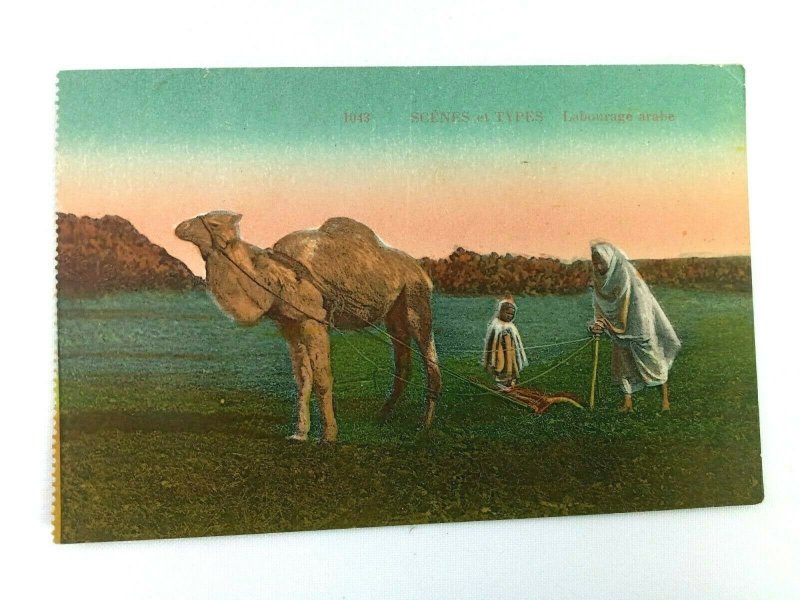 Vintage Postcard Scenes et Types Labourage Arabe Camel Plowing