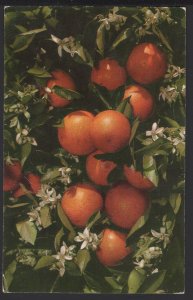 Oranges and Blossoms in Tropical Florida ~ Chrome