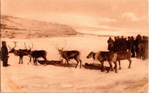 Vintage Inuit People & Reindeers on Alaska Trail Real Photo Postcard (RARE)