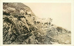 Montana Glacier NP 1930s RPPC Photo Mountain Sheep Sawyer Postcard 21-13346