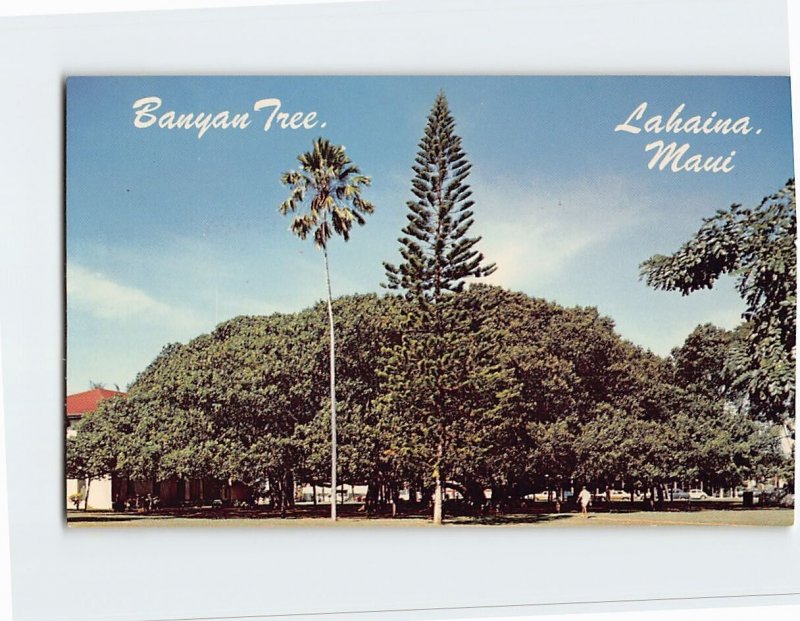 Postcard Banyan Tree, Maui, Lahaina, Hawaii