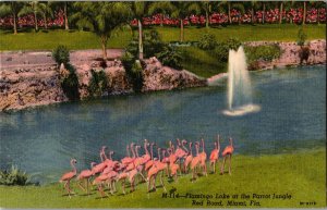 Flamingo Lake at Parrot Jungle, Red Road, Miami FL c1955 Vintage Postcard L60