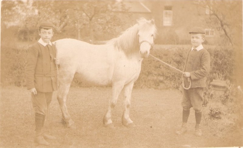 Two brothers with their white horse Old vintage English postcard