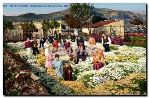 Old Postcard picking daisies Cote d & # 39Azur