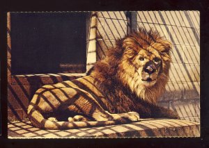 Lincoln, New Hampshire/NH Postcard, African Lion, Natureland, Home Of Noah�...