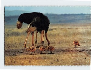 Postcard African Wildlife Ostrich and Chicks Africa