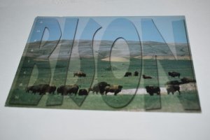 American Bison South Dakota Postcard RP 416 Rushmore Photos and Gifts 31460