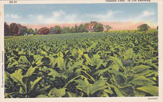 Tobacco Field In Old Kentucky Curteich