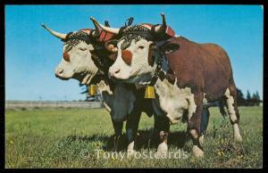 Oxen Team