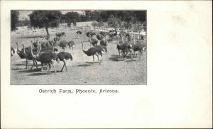 Phoenix Arizona AZ Ostrich Farm c1900 Private Mailing Card