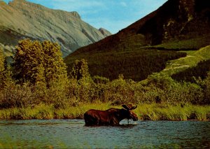 Canada British Columbia Bull Moose