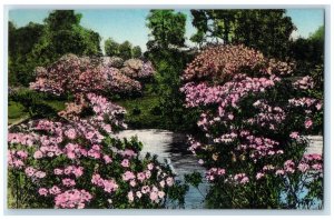 Azalea Pool Middleton Place Gardens Flowers Charleston SC Handcolored Postcard