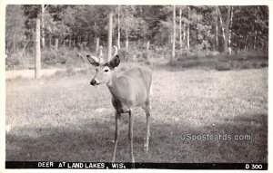 Deer - Land Lakes, Wisconsin WI  