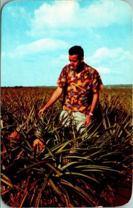 Pineapple Fields Wahiawa Hawaii HI UNP Ektachrome UNP Chrome Postcard D5