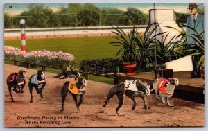 Florida~Greyhound Racing @ The Finish Line Scene~PM 1956~Vintage Linen Postcard