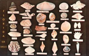 Vintage Postcard Shells Found Along Coast of Florida Shell Display Dodson's Shop