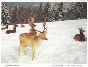 Hampshire Reindeer Majestic Moment Forty Acres Christmas Postcard
