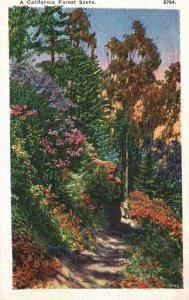 Vintage Postcard 1940's California Forest Scenes Attraction Pacific Novelty Pub