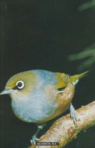 Silvereye Silver Eye at New Zealand Rare Bird Postcard