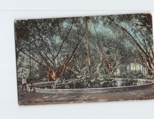 Postcard Jardin d'essai; rond-point des ficus, Algiers, Algeria