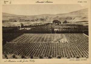 israel palestine, A Plantation in the Jordan Valley (1930s) Postcard