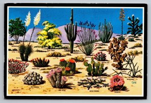 Cacti And Desert Flora Of The Great Southwest Posted 1987 Kingman Arizona